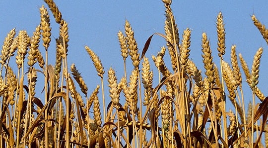 Βιολογικος κυκλος σιταριου