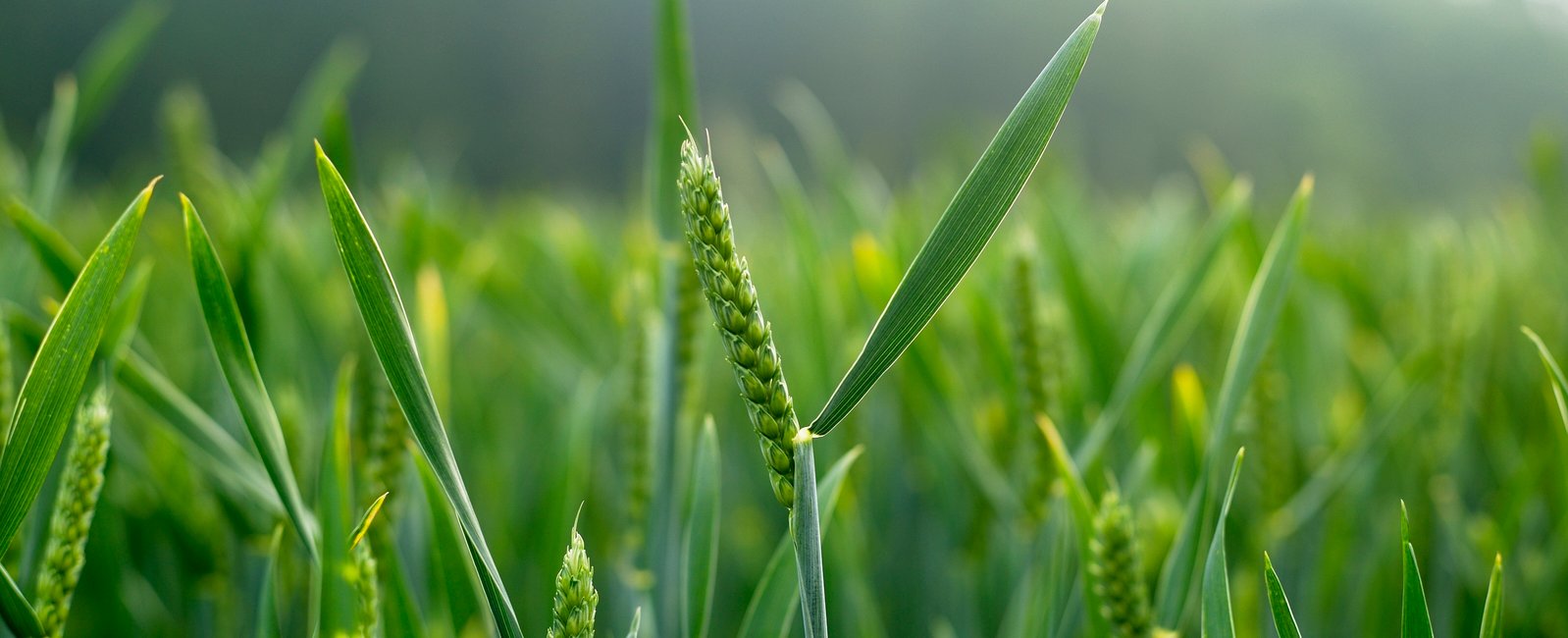 Σιτάρι Χωράφι