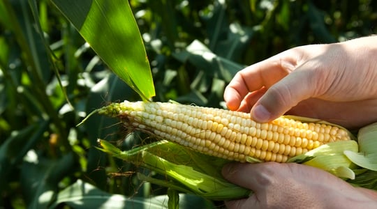 Σύσταση καλαμποκιού