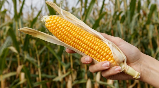 Θρεπτικά στοιχεία στο καλαμπόκι